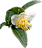 狭山茶の花