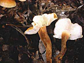 増岡園のきのこ 2000年