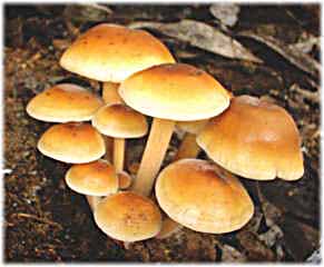 増岡園のきのこ 2000年